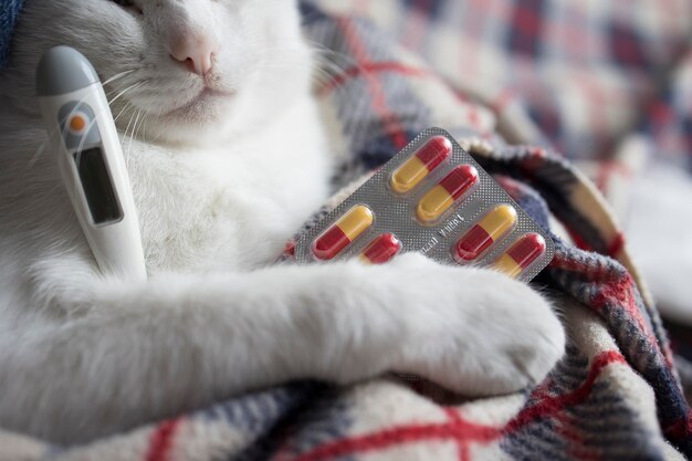 The cat is sick being treated with temperature while lying on the sofa