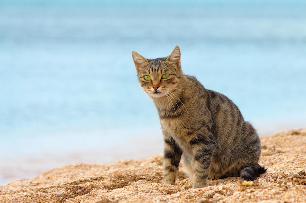 The cat is sitting on the beach