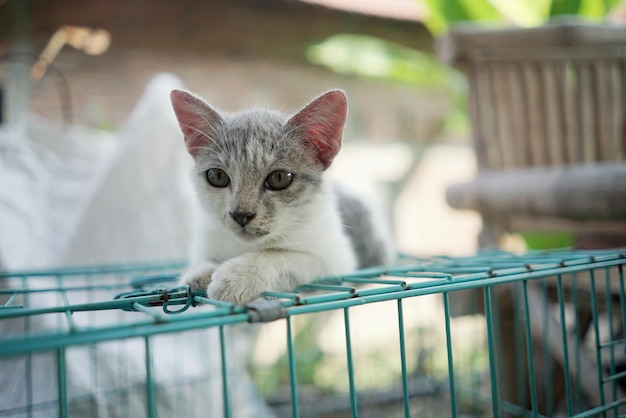 a cat is sitting in a cage with a green metal fence