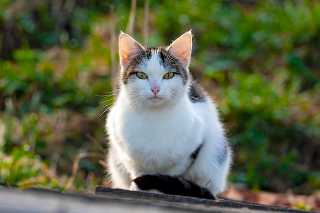 The cat is sitting in the garden basking in the sun...
