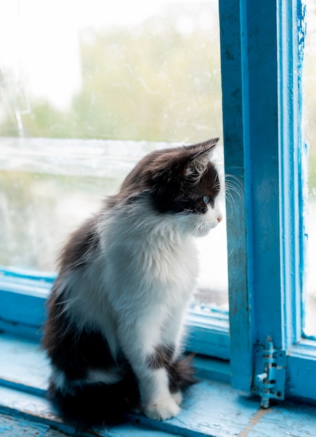 Photo the cat is sitting near the window