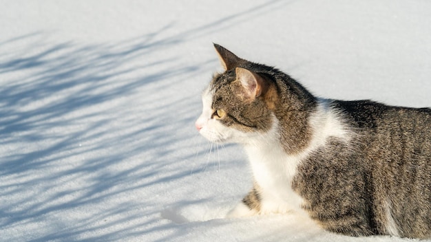 A cat is sitting in the snow looking at the ground.