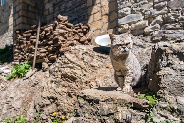 A cat is sitting on the stones of an old abandoned dwelling