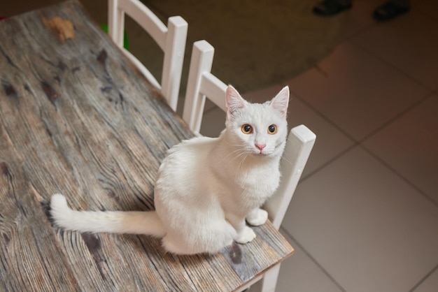 A cat is sitting on the table