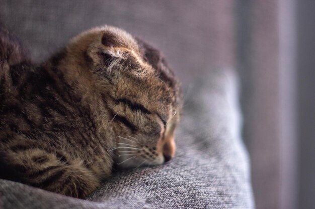 A cat is sleeping on a chair with its eyes closed.