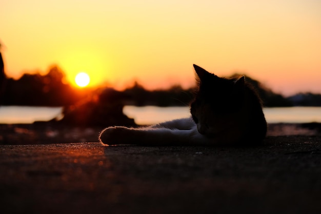 Photo a cat is sleeping in front of a sunset.