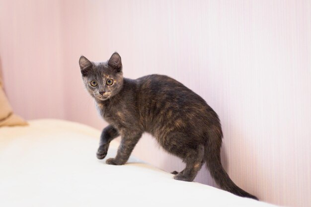 Photo a cat is standing on a bed with a pink wall behind it.