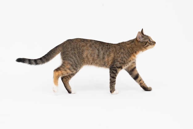 Cat is walking on a white background The multiracial female cat The young female cat walks straight ahead and has a long tail and pointed ears