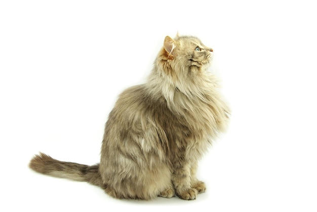 Cat isolated on a white background