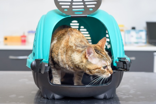 Cat in kennel at veterinary clinic