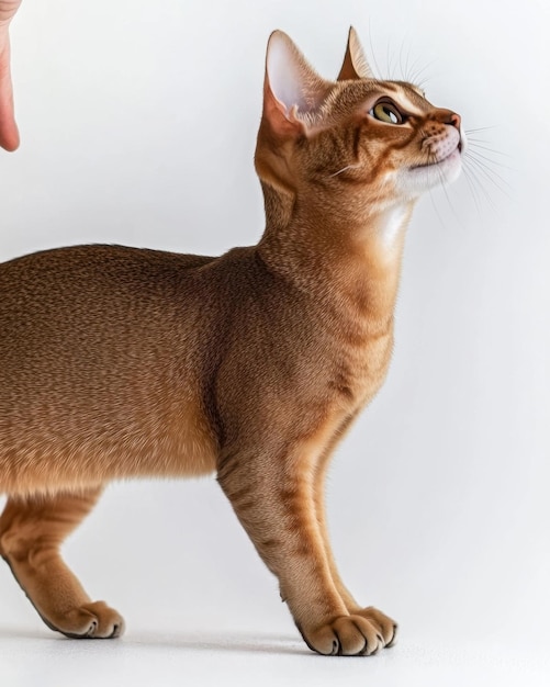 Cat kitten in motion pose transparent background