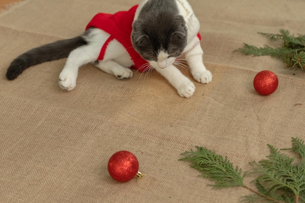 A cat knocks down the Christmas tree