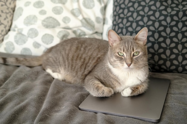 Cat lay down on laptop he is bored and he decided to prevent the owner from working with ultrabook