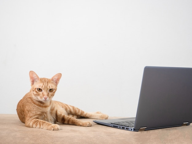 Cat lay on sofa with laptop looking at camera white backgroundwork from home with cat concept