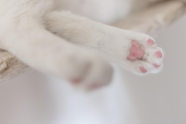 Cat laying on hanging rope bridge for cats Closeup of pink back paw pads of white cat