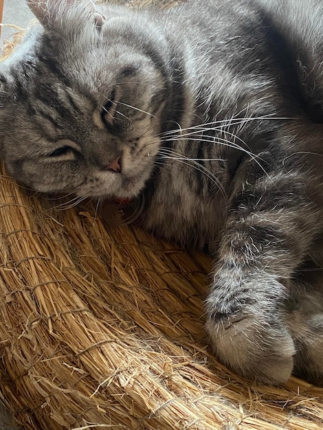 A cat laying on a straw chair