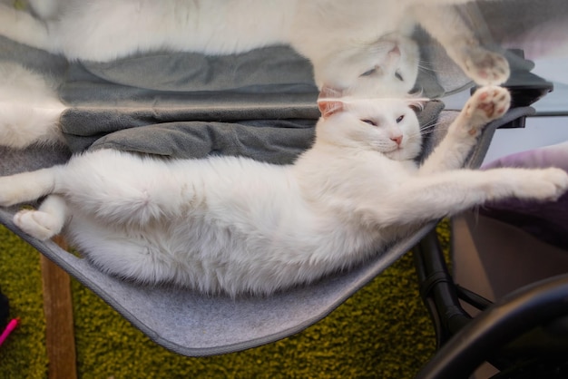 Cat laying in wall glass mounted bed at home