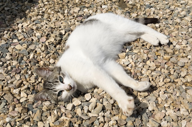 Cat lays on the gravel