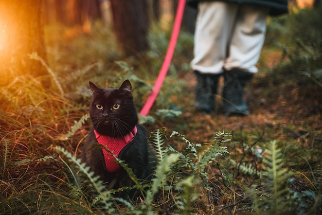 Cat on a leash in the forest Black cat with a red cat harness Pet equipment for domestic cats