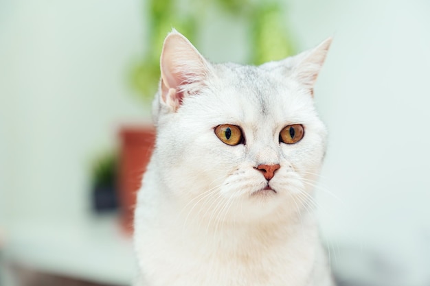 The cat lies on the bed British shorthair silver cat in a home interior