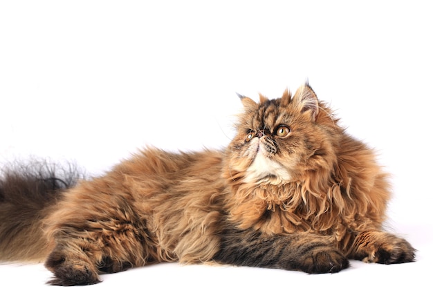 Cat lies and looks up isolated on white background persian breed