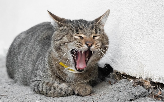 The cat lies and yawns