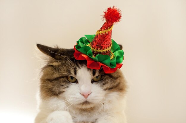 Photo cat looking away against white background