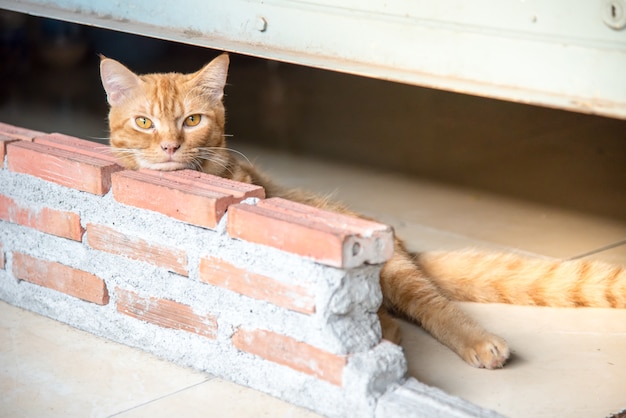 Cat looking for something laying on brick. 