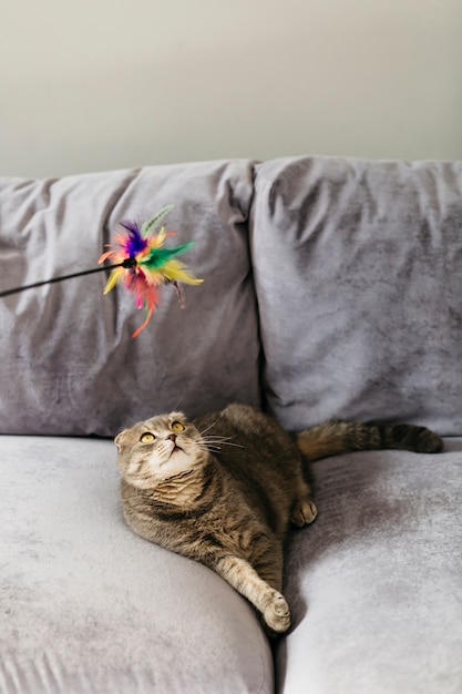 Cat looking at toy lying on couch