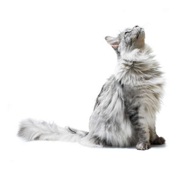 Cat  looking up isolated on white surface.