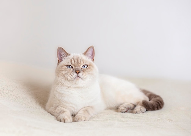 cat looking up while lying on the bed