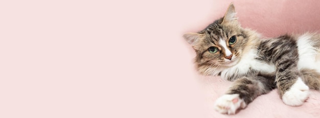 Cat looks at the camera Green eyes with different pupils Banner with a cat Place for your text