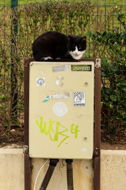 The cat looks to the side on a city background Portrait of a fluffy black and white cat with in nature closeup