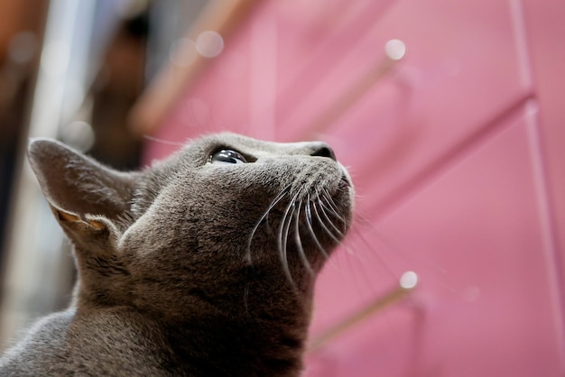 Cat looks up with hope wanting to get food from the kitchen table, bottom view.