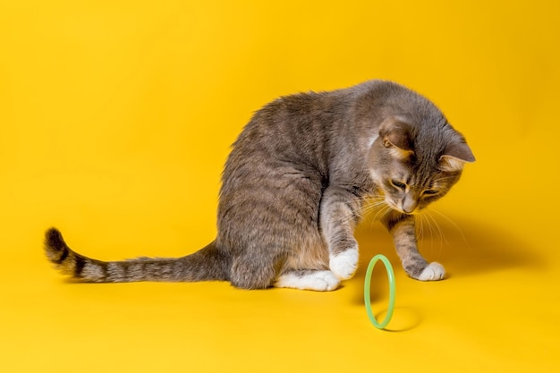 Cat looks with interest at the toy ring and tries to touch it with his paw sitting