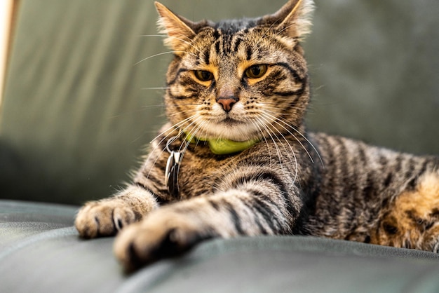 Cat lying on the couch