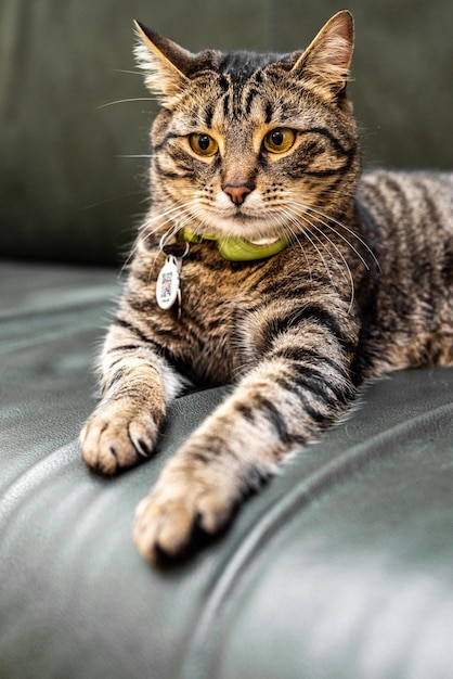 Cat lying on the couch