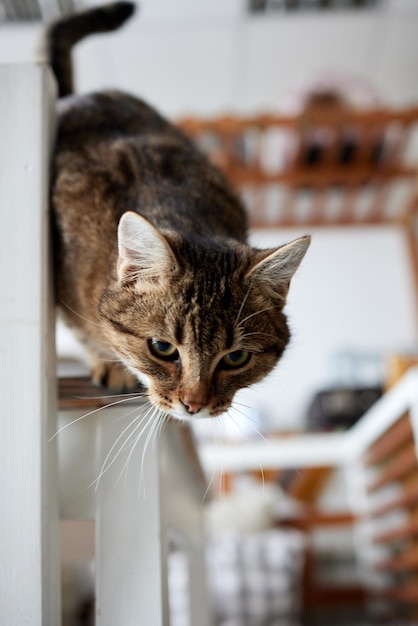 Cat lying down on wooden table looking at camera.