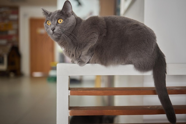 Cat lying down on wooden table looking at camera