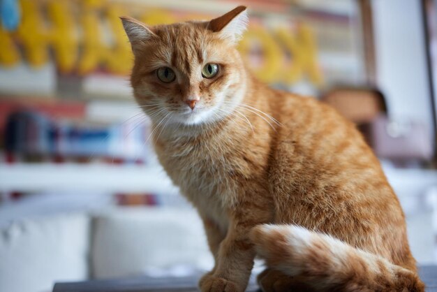 Cat lying down on wooden table looking at camera