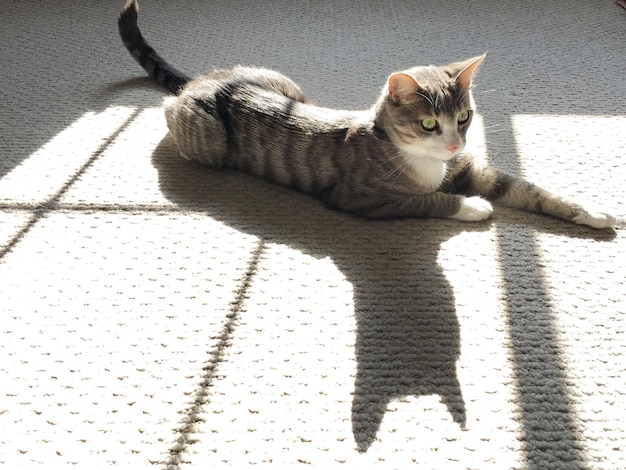 Photo cat lying on floor