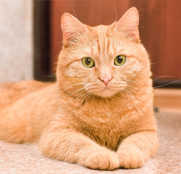 Cat lying on the floor