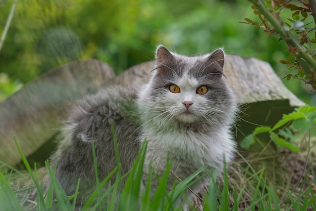 Cat lying on a grass field on a garden