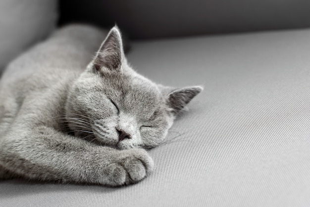 Cat lying on grey background,