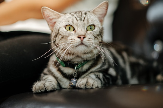 cat lying on a sofa