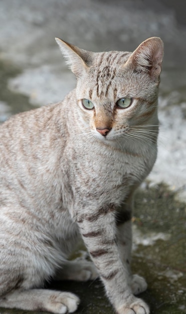 Cat lying on soft focus background close up