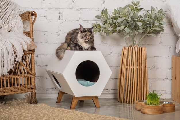 The cat of the Meikun breed is sitting on his pet house with a bowl of food nearby