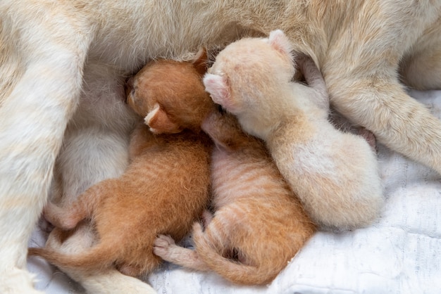 The cat mother is feeding the kitten.