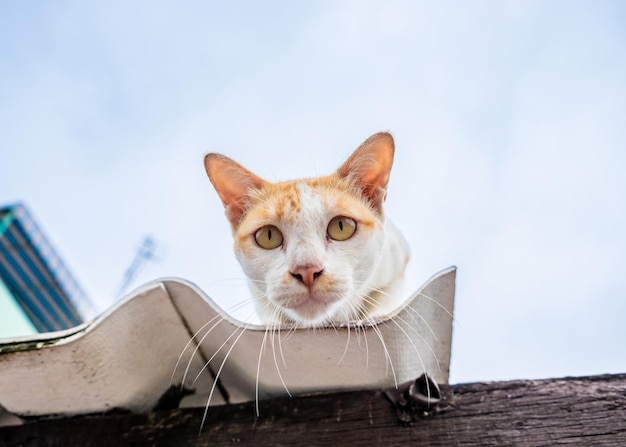 Cat orange yellow white gaze the intention on roof