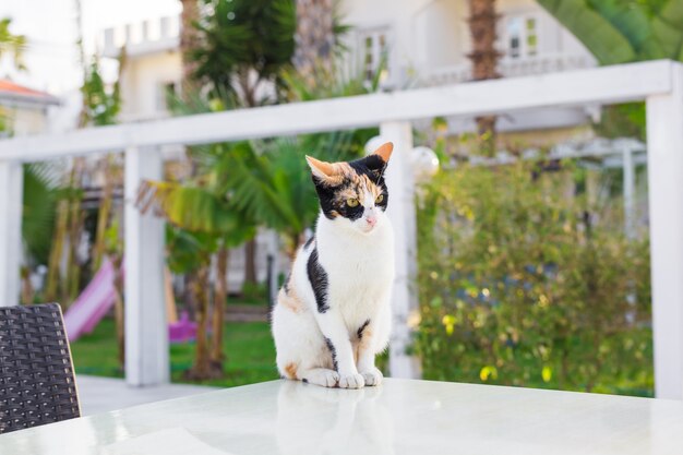 Cat outdoors. Cute cat in the garden